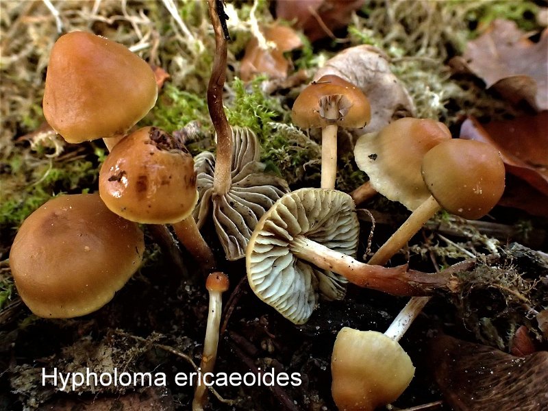 Hypholoma ericaeoides-amf984-1.jpg - Hypholoma ericaeoides ; Syn: Psilocybe ericaeoides ; Nom français: Hypholome des bruyères